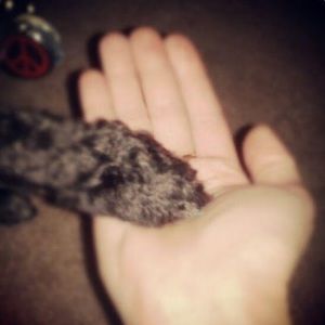 Meet your Posher, Amy